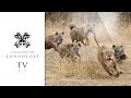 Hyenas and Lions Battle for Buffalo - Londolozi TV