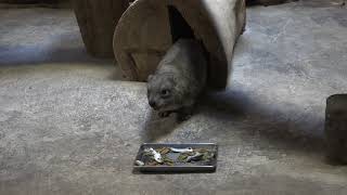 切株のお家に体を少し残してお食事　ケープハイラックス　小獣館　上野動物園　00114