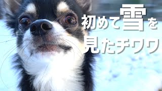 生まれて初めて雪を見たチワワの反応がこちらです