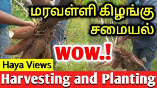 Cassava Harvesting and cooking and planting || மரவள்ளி தோட்டம்