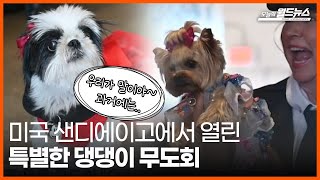 [30초 월드] 미국 샌디에이고에서 열린 특별한 댕댕이 무도회 / OBS 오늘의 월드뉴스