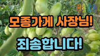 🍅토마토 재배))👉토마토 모종 하나로 👉무한리필 해요😲😁