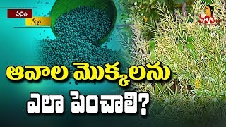 ఆవాల మొక్కలను ఎలా పెంచాలి? || How To Plant Mustard Seeds? || Vanitha Tips || Vanitha TV