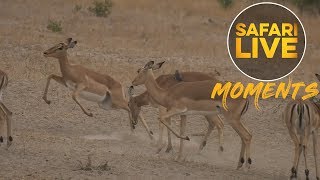 Angry Female Impala