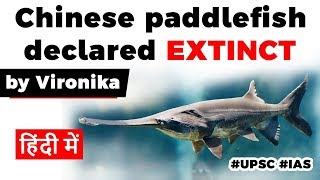 Chinese paddlefish declared extinct, Scientists blame human activities for its wipe out #UPSC2020