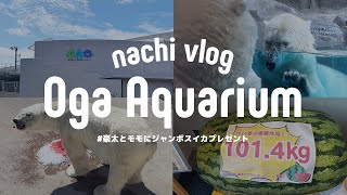 〈 夏休み限定イベント① 〉8月下旬男鹿水族館GAOへ行く / ホッキョクグマにジャンボスイカをプレゼント〈 水族館巡り 〉