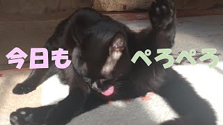 黒猫ちゃんのグルーミングをノーカットでお届けします笑