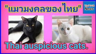 6 types of Thai auspicious​ cats. แมวมงคลไทย 6 สายพันธ์ุ 태국 길조 고양이 泰國吉祥貓 タイの縁起の良い猫