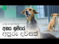 වැස්ස දවසක අභය භූමියේ වැඩ වෙන හැටි බලමුද? BawBaw Animal Welfare