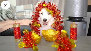 Samoyed Dog Eats the Reunion Dinner for Chinese(Lunar) New Year! | Samoyed Pumpkin