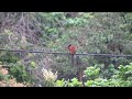 褐翅鴉鵑 毛雞 greater coucal