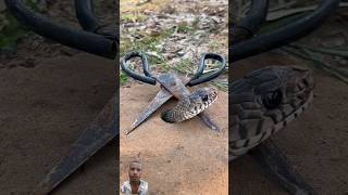 Amazing DIY snake trap make from black scissors#creativesnaketrap #snake #snaketrap