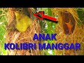 Cara meloloh anak wiceh kolibri Manggar | perkembangan umur 4 hari sampai terbang di alam