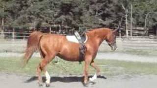 Shagya mare, Sophie AF, for sale - SOLD