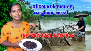 The forbidden black rice,  നിരോധിച്ച കറുത്ത അരി