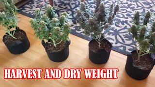 Harvest And Final Weight For The 2x2 Tent - Seed to Harvest Guide to Growing Cannabis