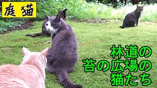 【庭猫】林道の苔の広場の猫たち