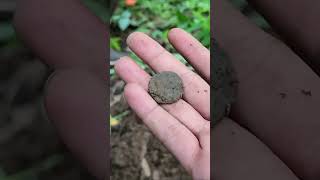 [koin kuno] Saya Menemukan harta karun koin kuno di bawah bumi #metaldetecting #koinkuno