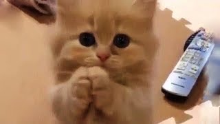 「かわいい猫」 笑わないようにしようとしてください - 最も面白い猫の映画 #270