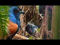 a bird saves its chick from choking on a prayer mantis