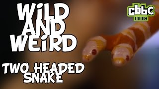 Two headed snake real video on Wild and Weird - CBBC