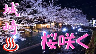 桜咲く城崎温泉　桜花最後のフィナーレ　花筏