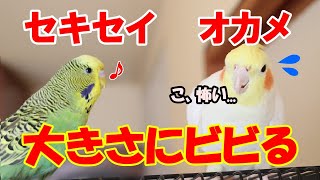 【セキセイインコ】大きなセキセイインコと野生のセキセイインコの話です