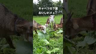 子ヤギたちがキャベツの下葉をモグモグ♫ #shorts #北海道 #牧場 #goat #ヤギ #子ヤギ