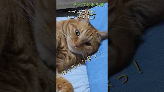 ご報告する茶トラ猫がかわいい#ご報告#cat #cutecat #めっちゃひま