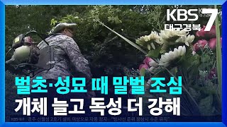 벌초·성묘 때 말벌 조심…개체 늘고 독성 더 강해 / KBS  2022.09.08.