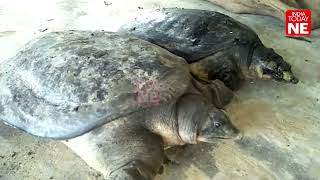 Assam: Rare species of tortoises rescued from smugglers in Samaguri