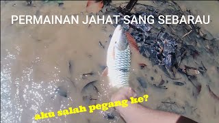 Sebarau Yang Tak Diundang