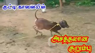 #jallikattu #best #WhatsApp #Status #video tamil