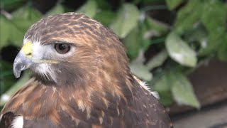 レッドテールホーク　アニちゃん　すました感じがかわいいです　【掛川花鳥園】Red-Teiled Hawk Ani-chan Kakegawa Garden