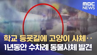 학교 등굣길에 고양이 사체‥1년동안 수차례 동물사체 발견 (2022.06.24/뉴스데스크/MBC)