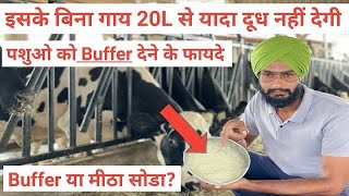 पशुओ को बफेर और मीठा सोडा देनें के फायदे । Buffer and mitha soda for cows । गाय का दूध कैसे बड़ाये?