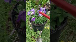 LITFM Garden Life - Dwarf Balloon Flower