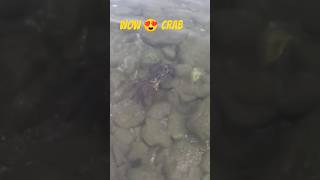 🌊Wow😍This is it🔥Meeting with the🦀Crab, Wild World of Seas and Oceans #nature #crab #sea