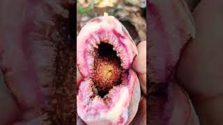 athipalam Health benefits of fig fruit 🌰 ... always available in yelagiri hills 🏞️