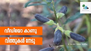 വീഡിയോ കാണു കിലുക്കി  ചെടിയുടെ  വിത്തുകള്‍  നേടു  | Glory Farm House