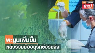 พะยูนเพิ่มขึ้นหลังร่วมมืออนุรักษ์จริงจัง | TNNประเด็นใหญ่ 10-08-2566