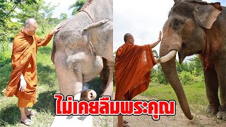 กราบทุกครั้งที่ไปเยี่ยม ช้างพลายเเสนเมือง อดีตช้างลากไม้ ที่ได้รับการไถ่ชีวิต