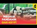 Panda Katyuşa Moskva Zooparkında qara qərq oldu