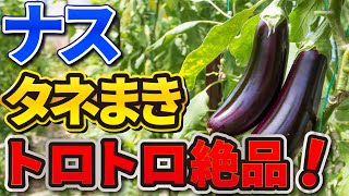 #2.【ナスの育て方】おいしい「白ナス」タネまき〜苗づくり→19日間【発芽率100%でした】家庭菜園！