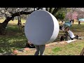 放牧されるにしこくん お花見ピクニック at 武蔵国分寺跡 nishikokun ohanami cherry blossom viwing party