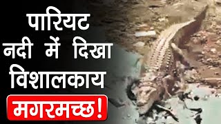 Jabalpur: पारियट नदी में बीते कुछ दिनों में दिख रहें Crocodiles, वन विभाग ने किया अलर्ट | MP News