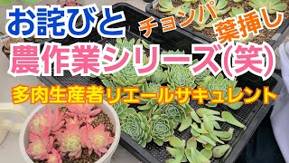 【多肉植物】【ガーデニング】 お詫びと農作業シリーズ(笑)