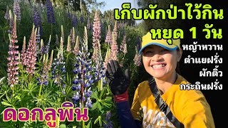 วันหยุดสุดหรรษา พาปั่นจักรยานไปเก็บผักป่าสวีเดน หญ้าหวาน ผักติ้ว กระถินฝรั่ง กับวิวชนบทสวยๆ