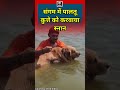 mahakumbh पालतू कुत्ते को triveni sangam में करवाया स्नान prayagraj shorts