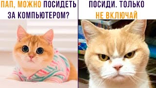 БАТЯ ПЕРЕИГРАЛ И УНИЧТОЖИЛ))) Приколы с котами | Мемозг 785